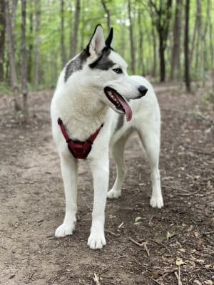 Dog Park at Fish Lake Regional Park