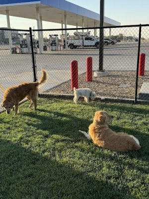 Prairie Dogs Dog Park