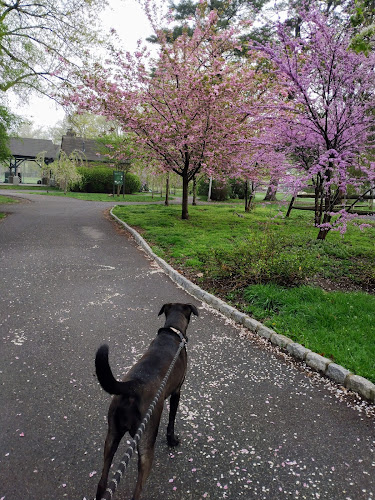 Maplecrest Park