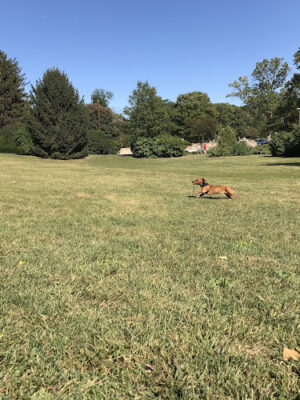 Memorial Park