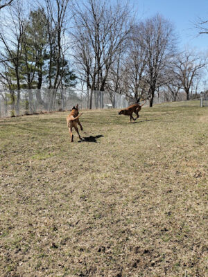 Maquoketa Dog Park