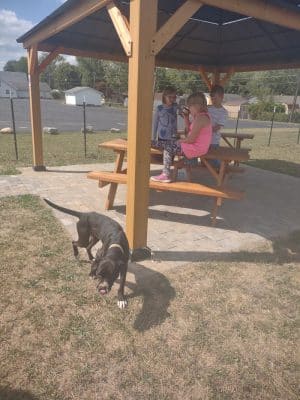 Ultimutt Dog Park