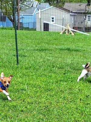 Ultimutt Dog Park