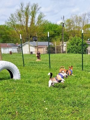 Ultimutt Dog Park