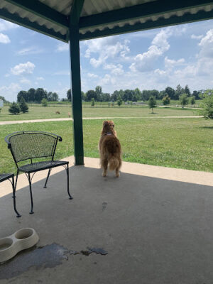 K9 Acres Off-Leash Area