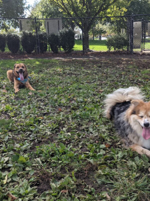 Marlboro Dog Park