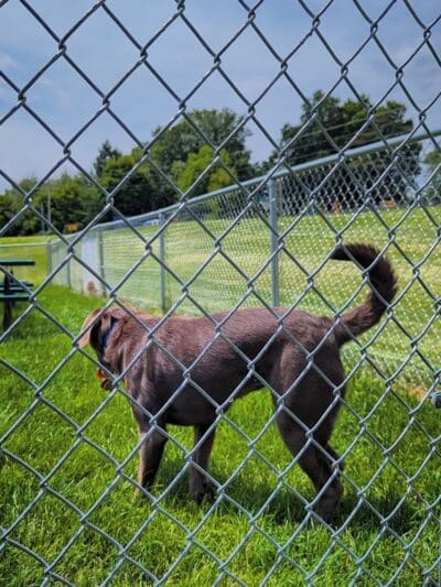 Dog Park at Love's Travel Stops - Marshall,