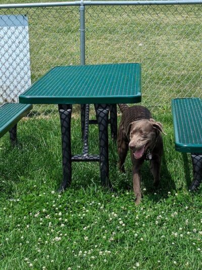 Dog Park at Love's Travel Stops - Marshall,