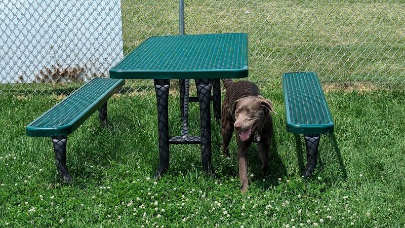 Dog Park at Love's Travel Stops - Marshall,