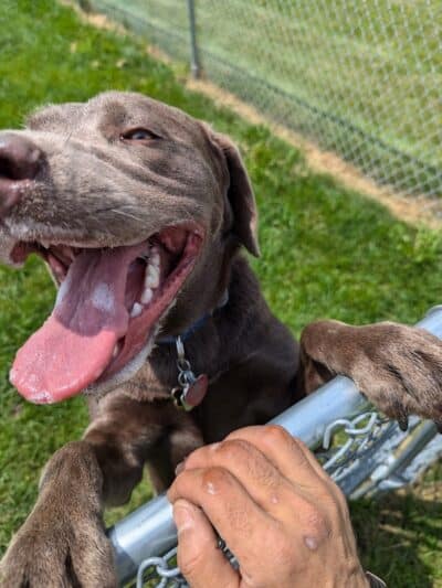 Dog Park at Love's Travel Stops - Marshall,