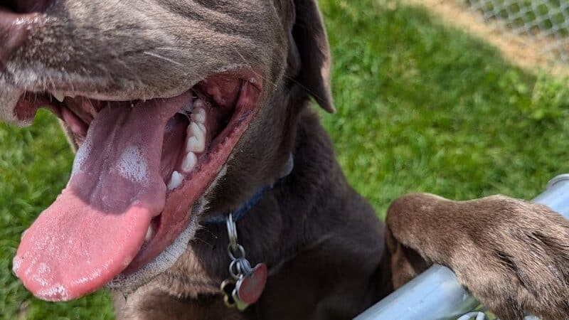 Dog Park at Love's Travel Stops - Marshall,