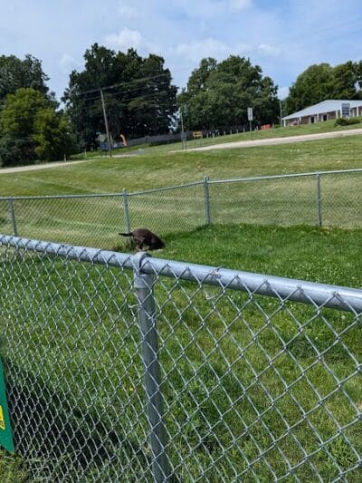 Dog Park at Love's Travel Stops - Marshall,