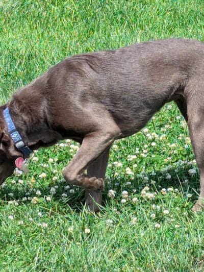 Dog Park at Love's Travel Stops - Marshall,