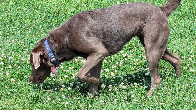 Dog Park at Love's Travel Stops - Marshall,