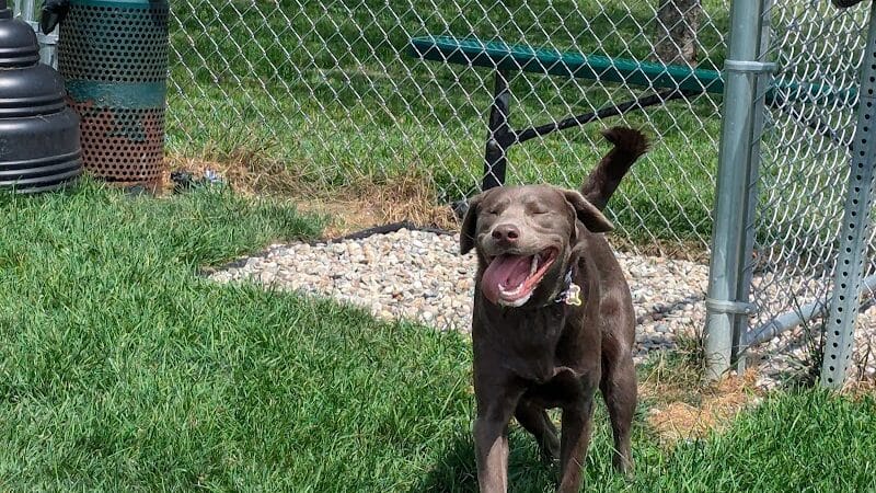 Dog Park at Love's Travel Stops - Marshall,