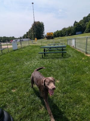 Dog Park at Love's Travel Stops - Marshall,