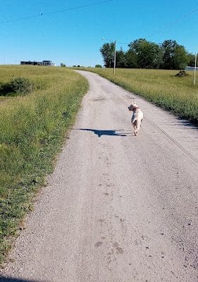 Marshall Dog Park - Marshall, MO