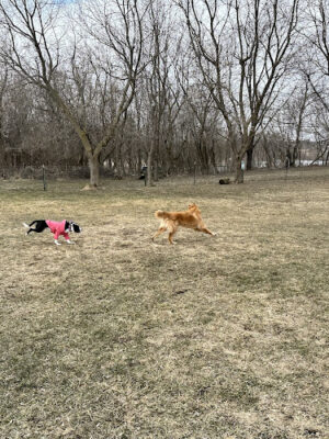Fly Dog Parks