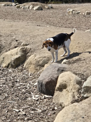 Marshfield Dog Park