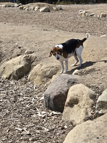 Marshfield Dog Park