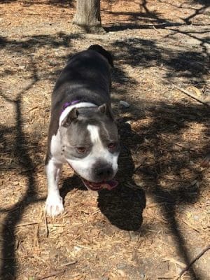Martinez Waterfront Dog Park