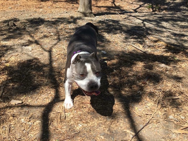 Martinez Waterfront Dog Park - Martinez, CA