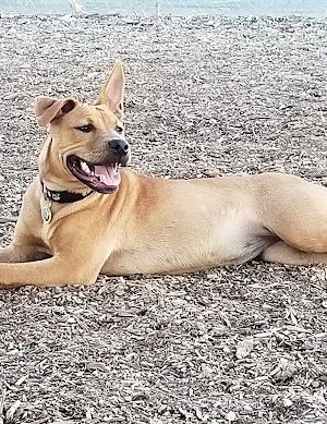 Martinez Waterfront Dog Park