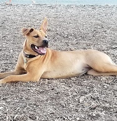 Martinez Waterfront Dog Park