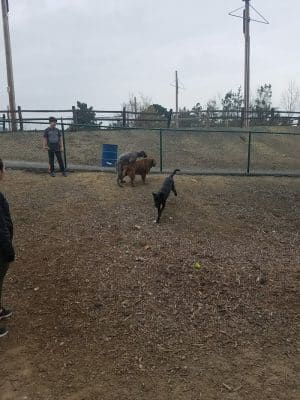 Martinez Waterfront Dog Park