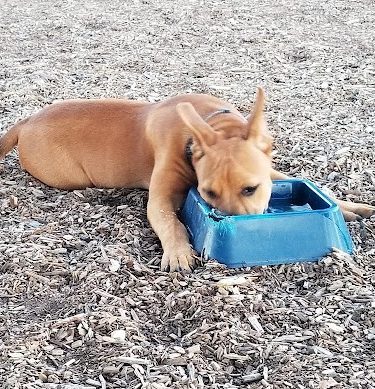 Martinez Waterfront Dog Park