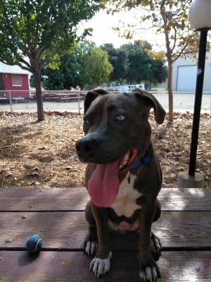 Martinez Waterfront Dog Park