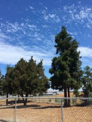 Martinez Waterfront Dog Park