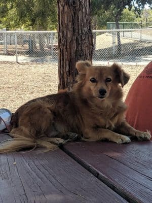 Martinez Waterfront Dog Park