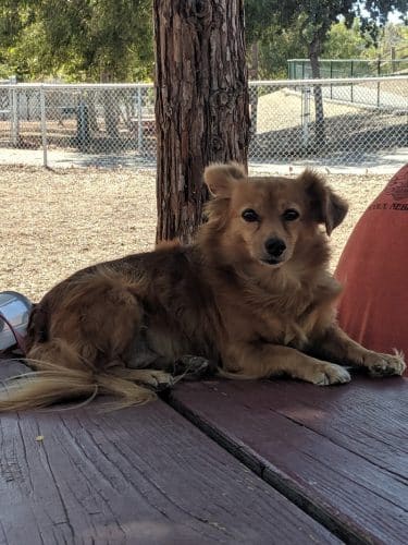 Martinez Waterfront Dog Park