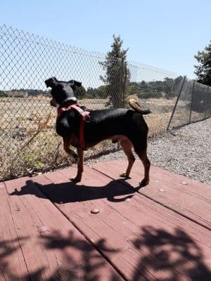 Martinez Waterfront Dog Park