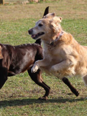 Blair County Dog Park