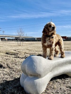 Black Squirrel Bark Park