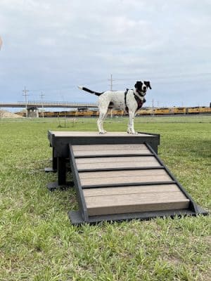 Black Squirrel Bark Park