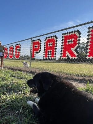 Black Squirrel Bark Park