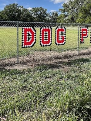 Black Squirrel Bark Park