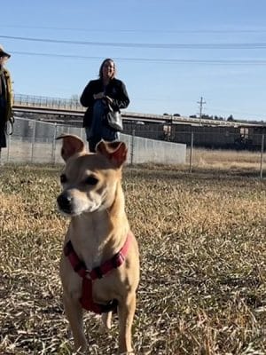 Black Squirrel Bark Park