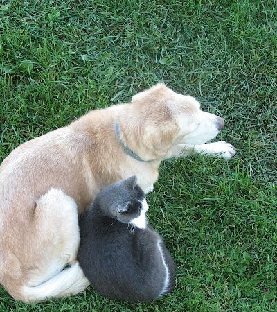 Marysville dog park - Marysville,