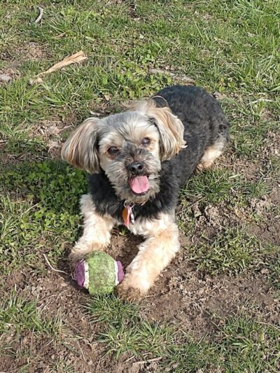Marysville dog park - Marysville,