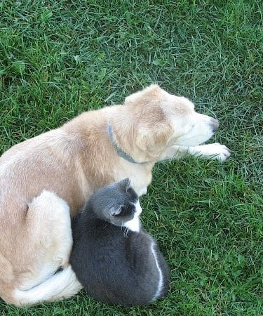 Marysville dog park