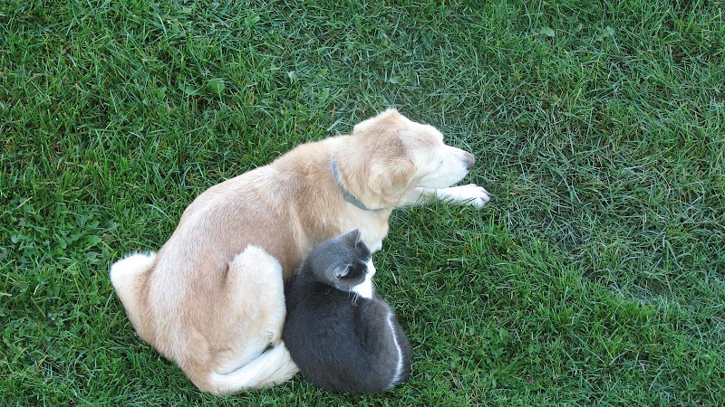 Marysville dog park - Marysville, MI