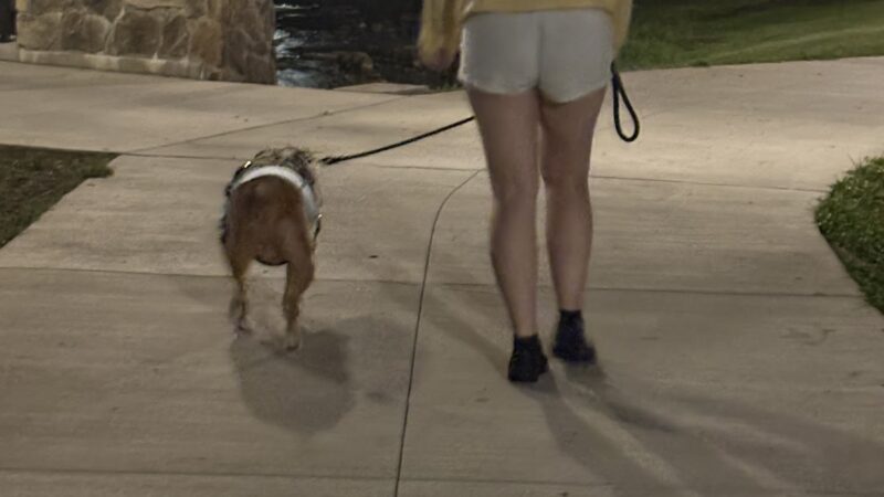 PetSafe Pistol Creek Dog Park - Maryville, TN