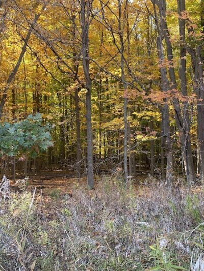 Bunker Nature Preserve - Mason,