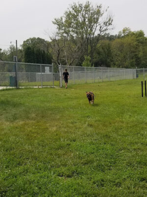 Dog Park