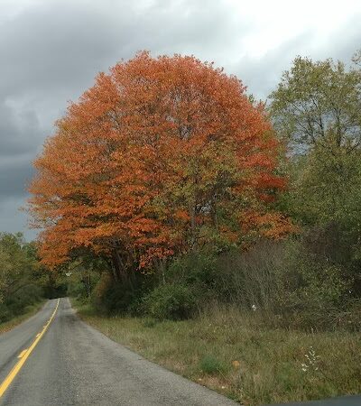 Dansville State Game Area - Mason,