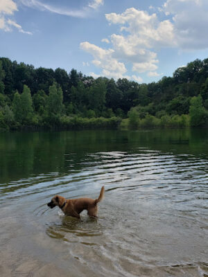 Dansville State Game Area